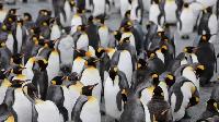 Click to watch 'March-April A Time Of...' (popup) A Wild Year On Earth
